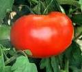  Tomato   Lycopene 
