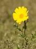  Marigold   lutein 