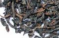 90`s Bud Pu-erh Tea