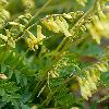 Astragalus membranaceus Extract