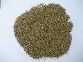 Cumin seed