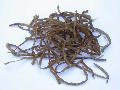 DRIED THRED OF EARS