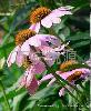 Echinacea Herb P.E.