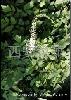 Black Cohosh P.E.