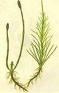 Horsetail Extract