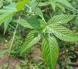 Sweet Tea  Leaf  Extract