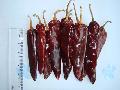 Jinta Chilli