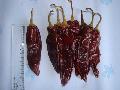 American Red Chilli