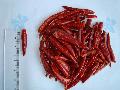 Chaotian Chilli