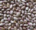 light speckled kidney bean(American round type)