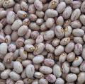 light speckled  kidney  bean  round   shape 