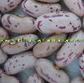light speckled kidney bean Yian origin