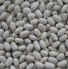 white bean