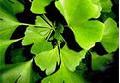 Ginkgo Biloba P.E