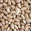 white kidney bean