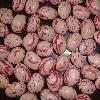 light round speckled kidney beans