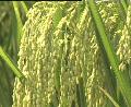 Hybrid  rice   seed 