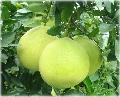 pomelo