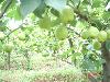 early su pear