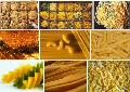 pasta,  macaroni  foods