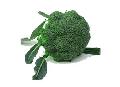 vegetable  broccoli  fresh and frozen