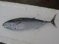  bonito  tuna(latin name:Euthynnus affinis)