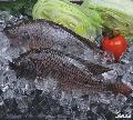 Frozen Whole Round Tilapia