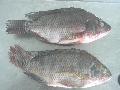 Frozen  Gutted  and  Scaled   Tilapia 