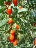Barbury Wolfberry fruit P.E