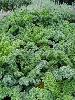  kale 