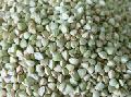  HULLED   BUCKWHEAT   KERNELS , whole, Chinese Factory Supplier.