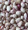 Light Speckled Kidney beans, Round Shape, Latest Crop.