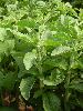 Stevia extract
