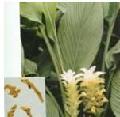 Turmeric P.E.