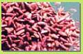 Red Yeast Rice P.E