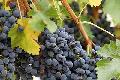 Grape seed extract OPCs 95% (Lowest quotation)