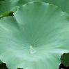 Lotus Leaves P.E.