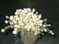 Fresh Enoki Mushroom