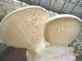 White King Oyster Mushroom
