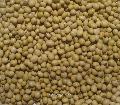 Organic  Non   GMO  Soybean Seed
