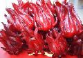 Hibiscus extract powder