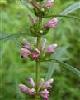 Butterbur Extract Petasites