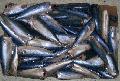 Pacific mackerel,Canned mackerel,Frozen seafood