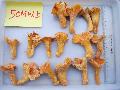 FREEZE CANTHARELLUS CIBARIUS