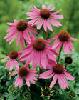  Echinacea   Purpurea   P .  E .