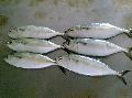 frozen indian mackerel