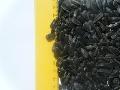 Sunflower seeds human consumtion