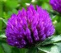  Red   Clover   extract / Isoflavones 