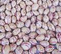  LIGHT  ROUND  SPECKLED  KIDNEY BEAN