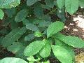  YERBA   MATE   POWDER 